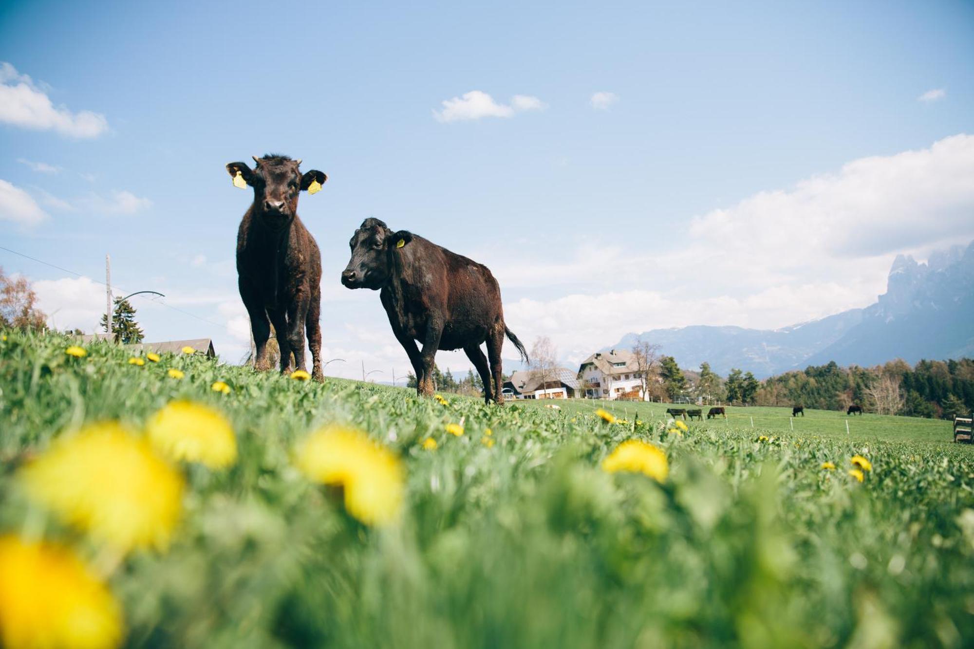 Alpin Farm Linde - Oberweidacherhof กอลลาลโบ ภายนอก รูปภาพ