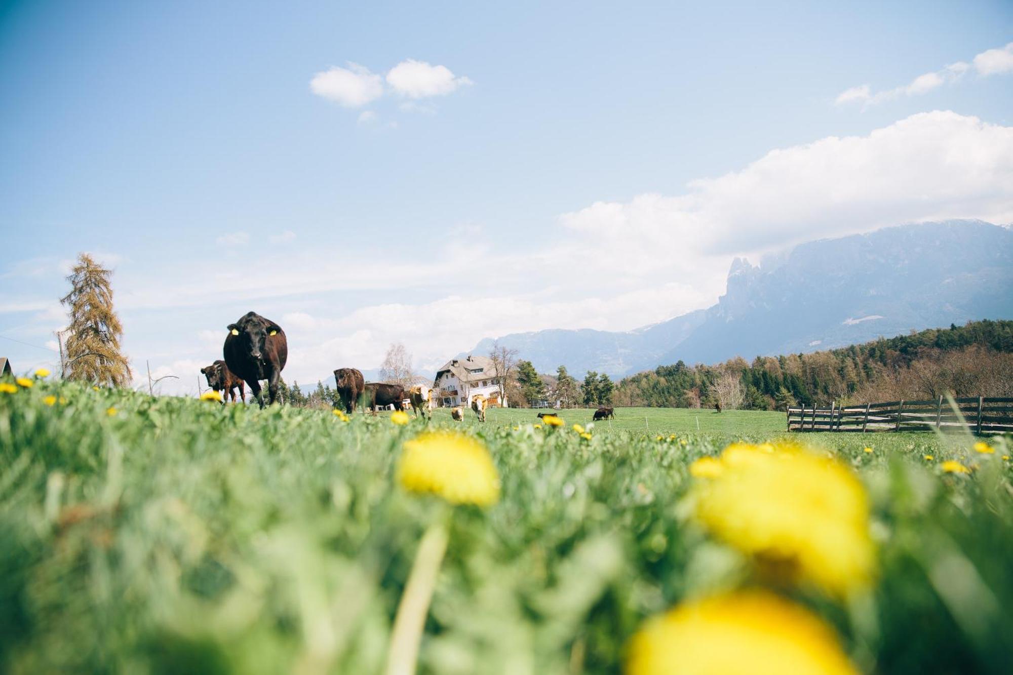 Alpin Farm Linde - Oberweidacherhof กอลลาลโบ ภายนอก รูปภาพ