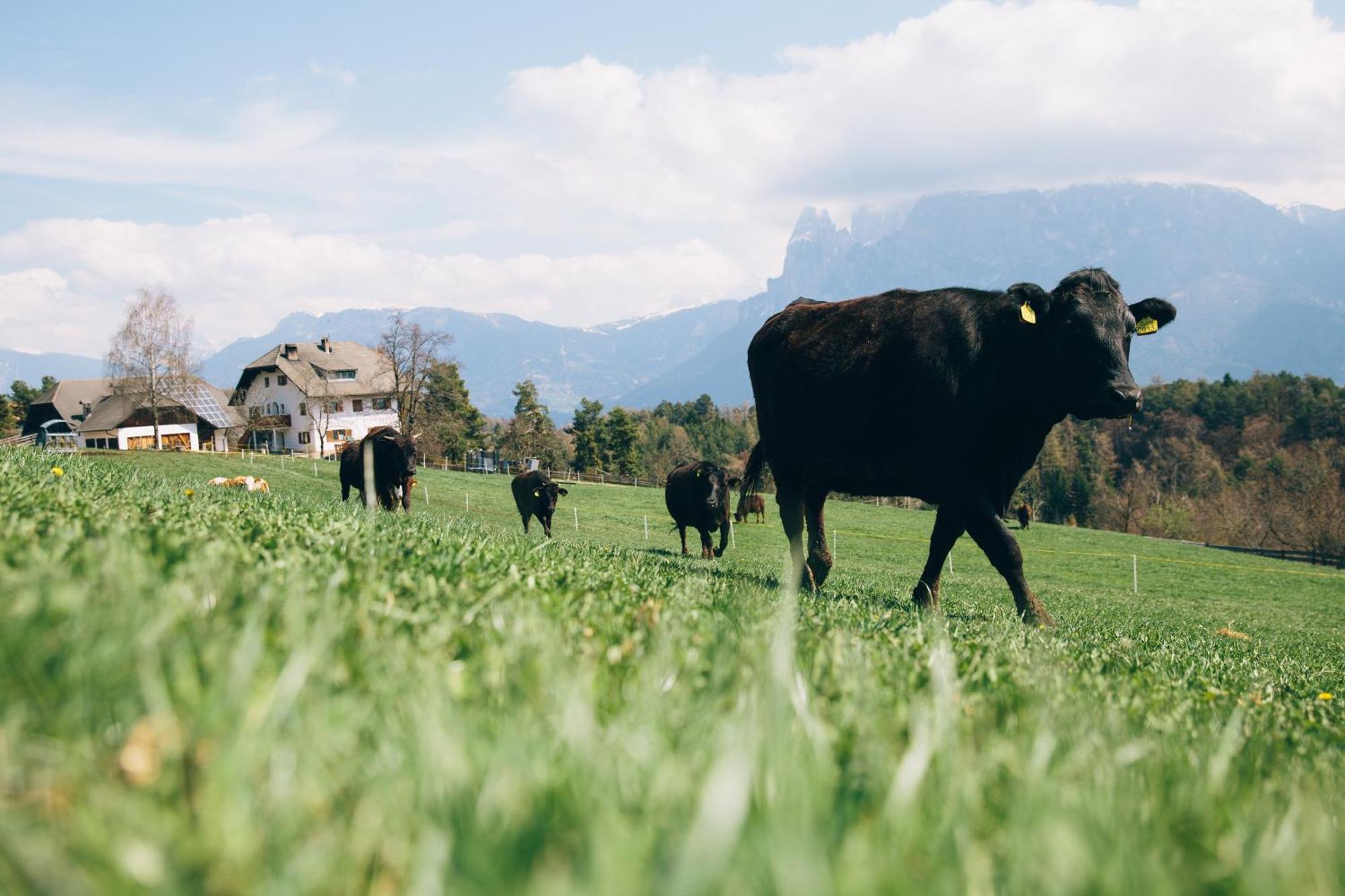 Alpin Farm Linde - Oberweidacherhof กอลลาลโบ ภายนอก รูปภาพ